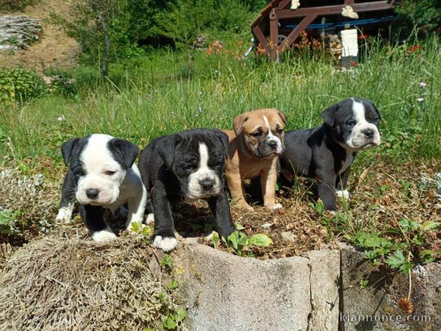 Adorable chiot bouledogue continental 