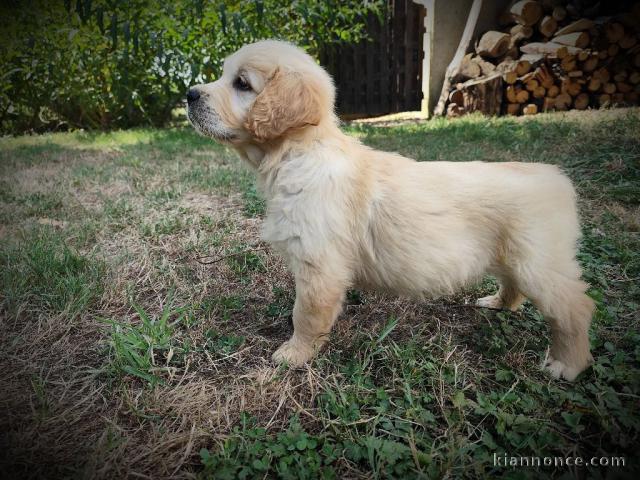Je donne chiot golden retriever mâle 