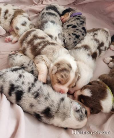  Chiots Bergers Australiens inscrits au LOF à réserver 