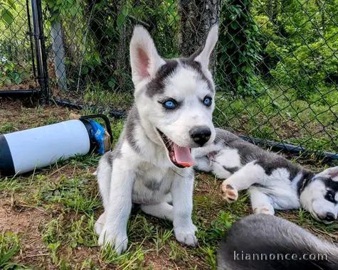 Magnifiques Chiots Husky Sibérien Lof