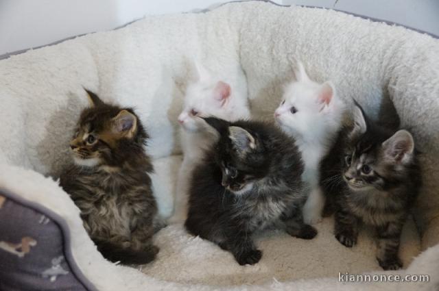 Magnifique chaton maine coon disponible 