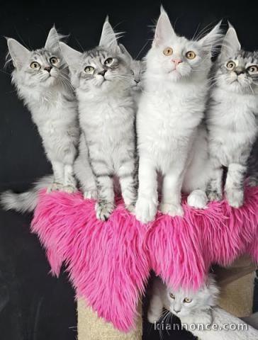 Je donne chaton Maine coon 