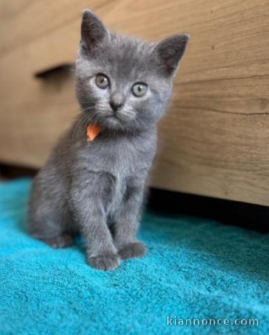 Adorable chaton châtreux disponible femelle 