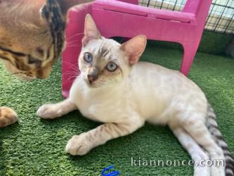 Bengale femelle a donner 