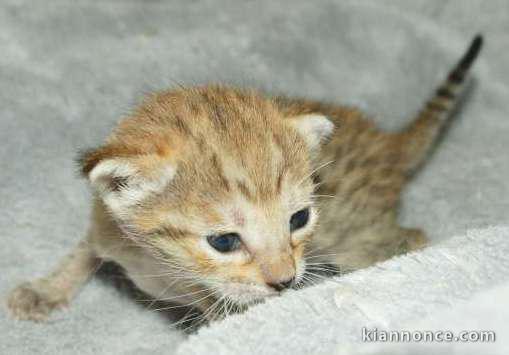 Chatons Savannah disponible 