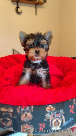 Je donne chiot Yorkshire terrier femelle 