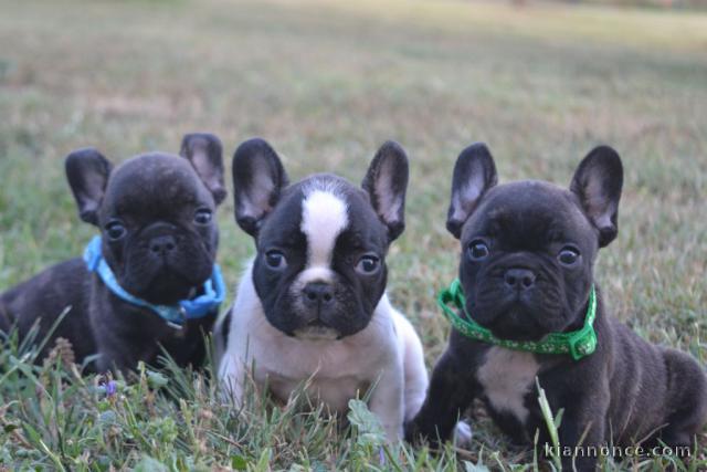 Dons chiot bouledogue français 