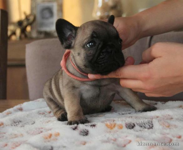 Je donne des petits chiots bouledogue français 