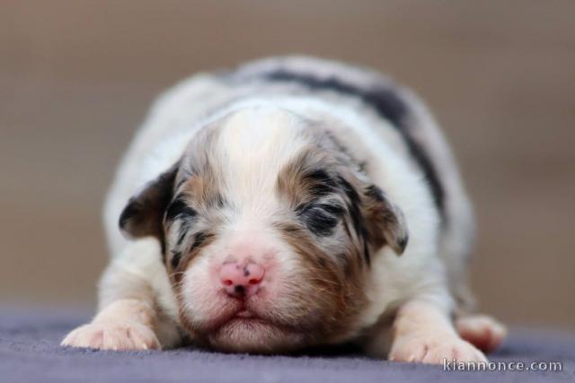 Bébé chiot berger australien disponible 