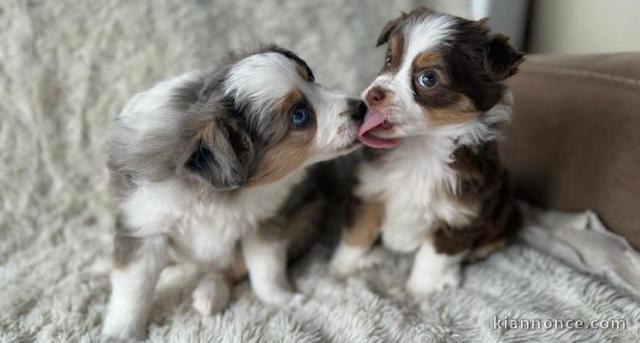 Magnifiques chiots Bergers Australiens 