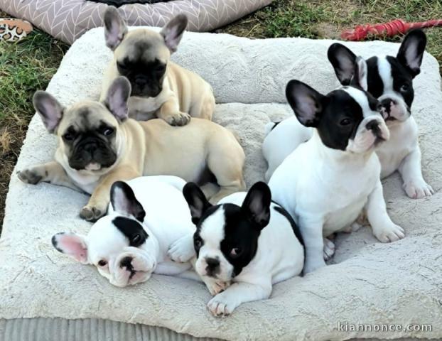 Adopter chiot bulldog français disponible 