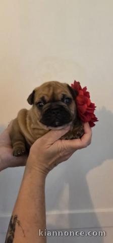 chiot bouledogue français mâle 