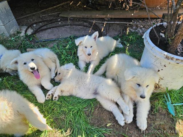 Chiot berger blanc suisse femelle 