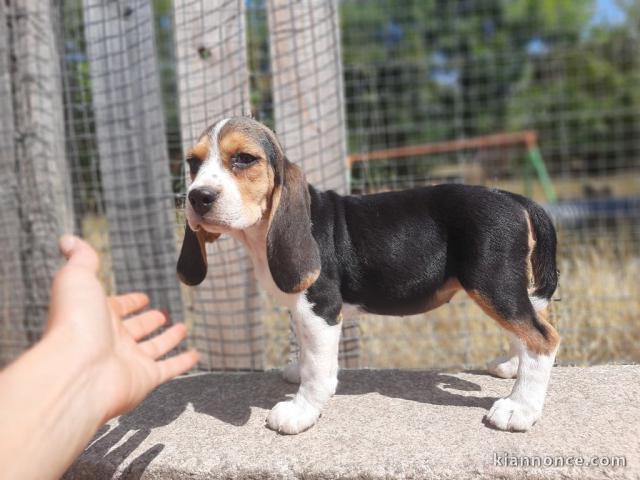 Je donne des petits chiots beagle femelle 