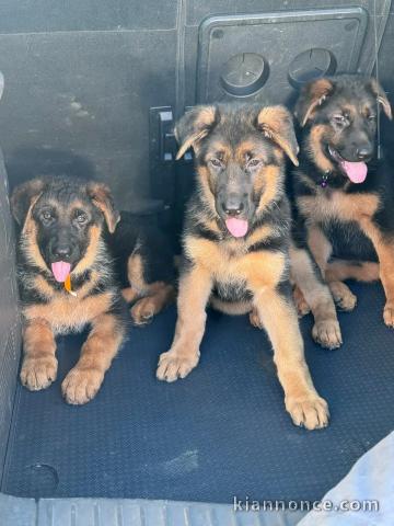 Adopter chiot berger allemand 