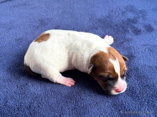 chiot jack ressel disponible pour adoption 