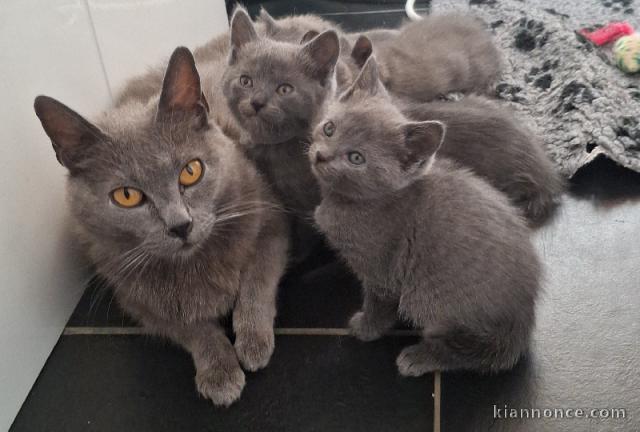 bébé chaton châtreux disponible 
