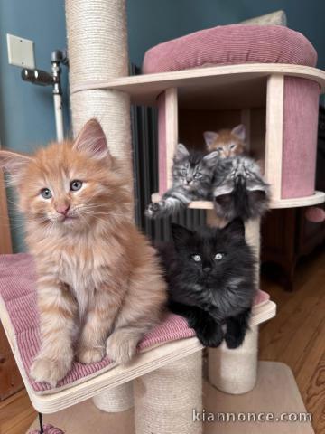 Chaton maine coon disponible pour adoption 