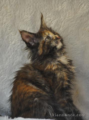 Je donne chaton Maine coon mâle 