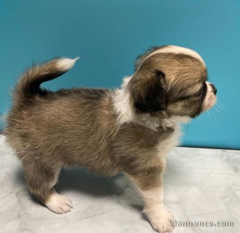 Bébé chiot chihuahua mâle 