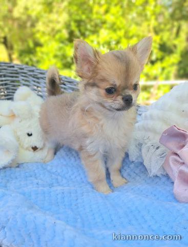 Magnifique chiot chihuahua femelle 
