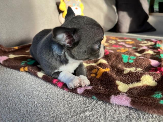 Chiot chihuahua femelle 