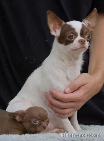 Femelle chiot chihuahua disponible 