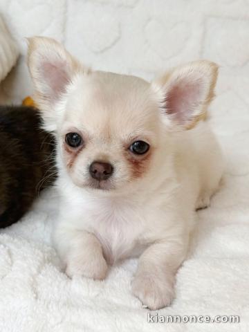 Magnifique chiot chihuahua mâle 