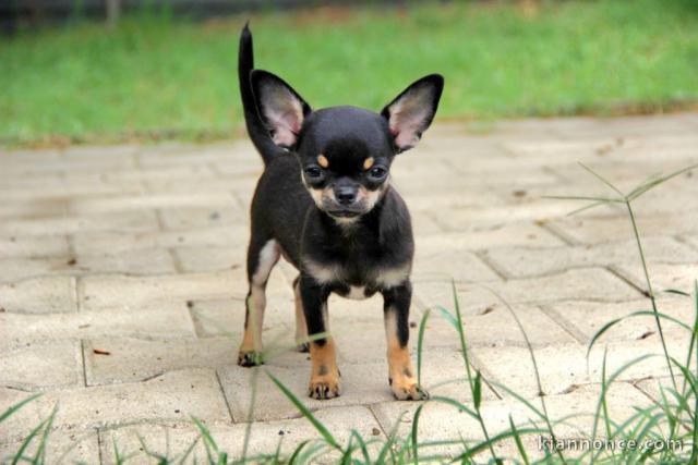 Chiot chihuahua femelle a donner 