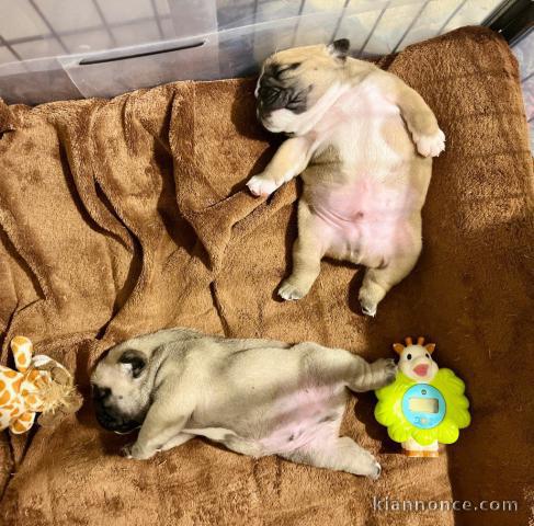Chiot bouledogue anglais pour adoption 