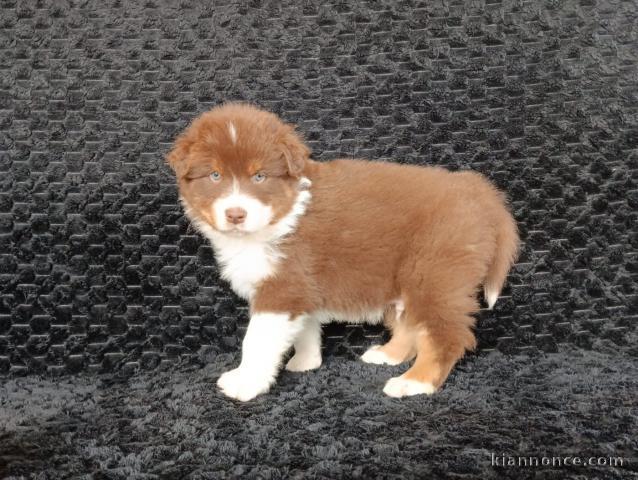 Bébé chiot berger australien disponible 