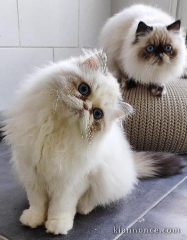 Chaton persan disponible 
