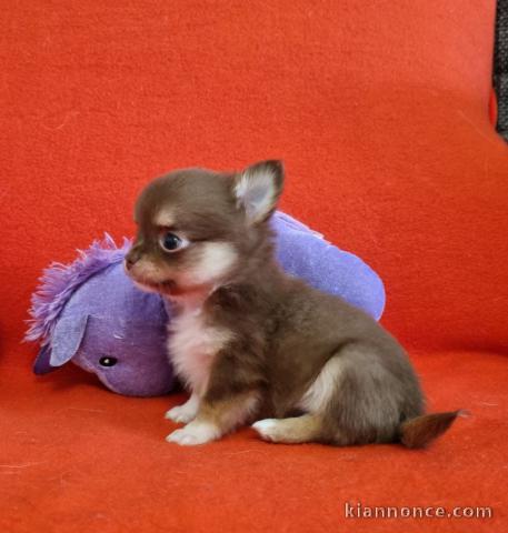 Je donne chiot chihuahua mâle 