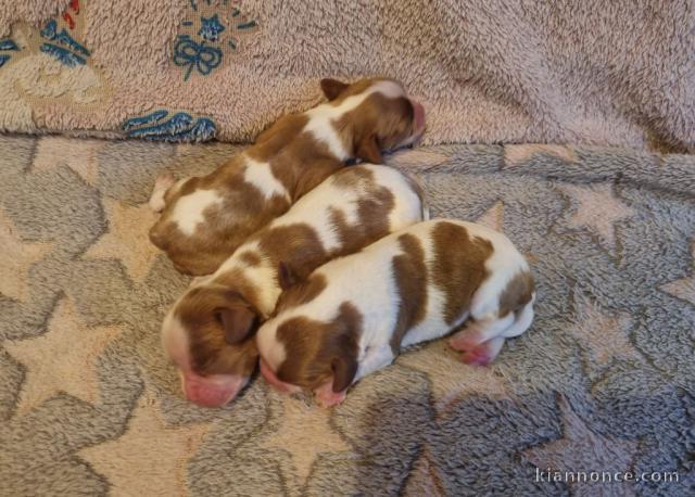 Bébé chiot cavalier king charle disponible 