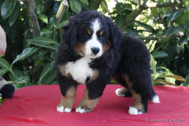 Bébé chiot bouvier bernois disponible 