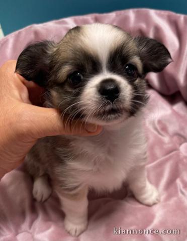 Bébé chiot chihuahua femelle a donner 