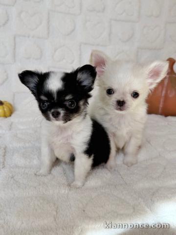 Chiot chihuahua mâle 