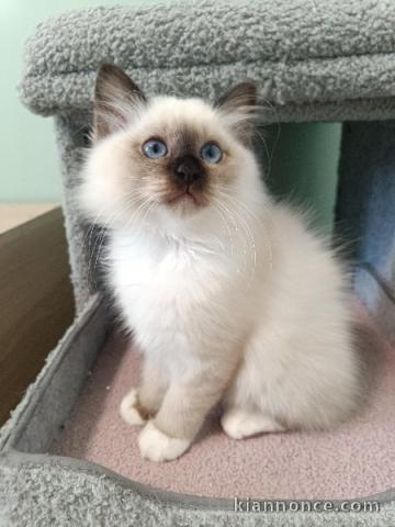 Bébé chaton sacré Birmanie 