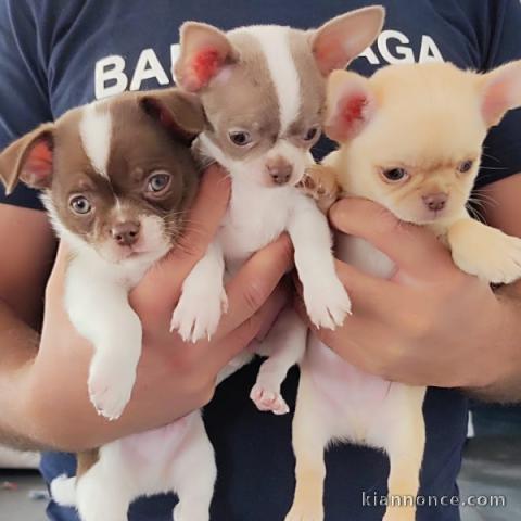 Adorable chiot chihuahua disponible 