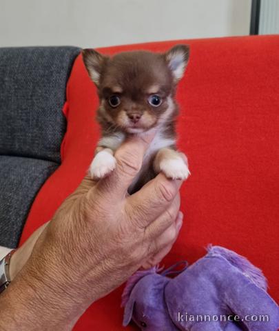 Chiot chihuahua femelle a donner 