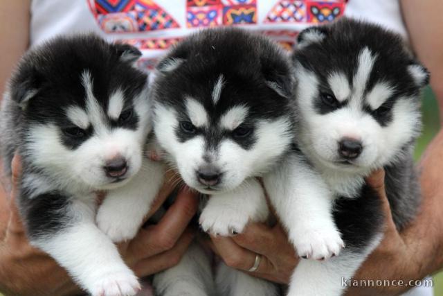 chiot husky sibérien adorable disponible 
