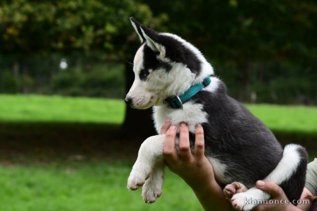 Chiot husky sibérien adorable 