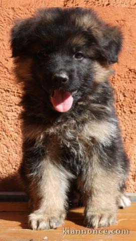 Chiot berger allemand disponible de suite 