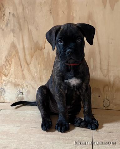 Chiots Bullmastiff pour un bon foyer