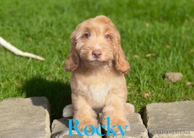chiots cockapoo pour une bonne maison
