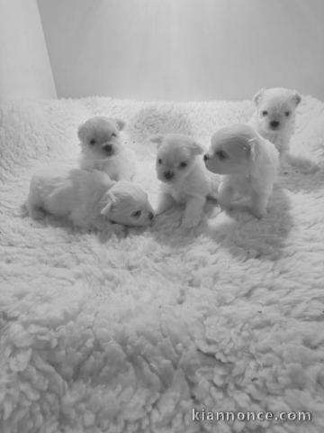 Portée des chiots bichon maltais 