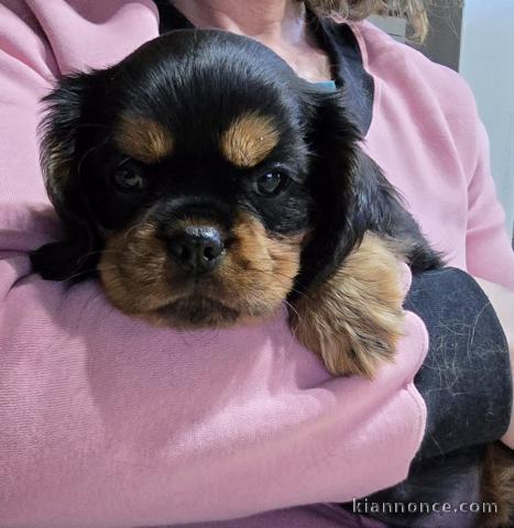 Chiot cavalier king charle disponible 