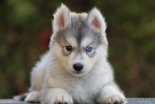 chiot husky sibérien adorable 