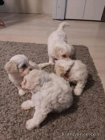 Bichon maltaise à adopter 