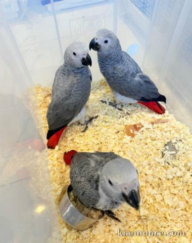 Magnifique PERROQUETS GRIS DU GABON à adopter 